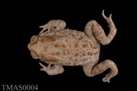 藏品(黑眶蟾蜍)的圖片